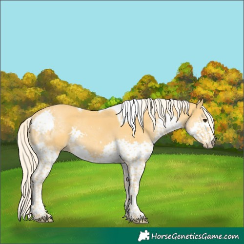 Horse Color:Palomino Splash Tobiano
