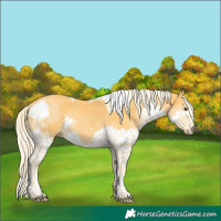 Horse Color:Palomino Splash Tobiano 