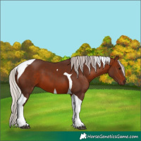 Horse Color:Silver Bay Tobiano 