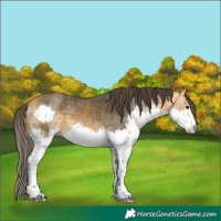 Horse Color:Buckskin Splash