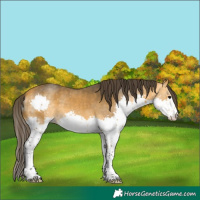 Horse Color:Buckskin Splash