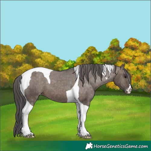 Horse Color:Brown Dun Tobiano Appaloosa