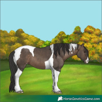 Horse Color:Brown Dun Tobiano Appaloosa 
