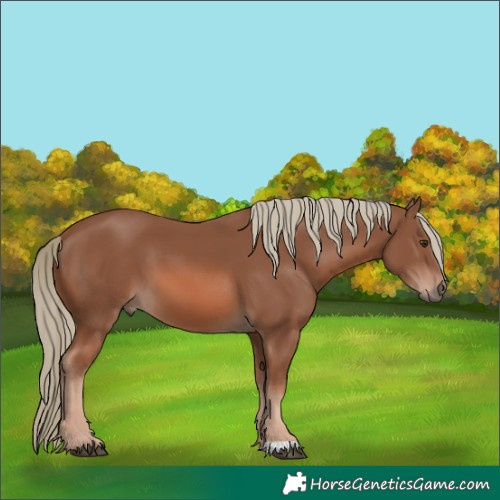 Horse Color:Chestnut Mushroom 
