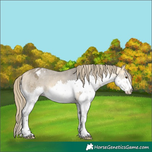 Horse Color:Buckskin Mushroom Splash Appaloosa 