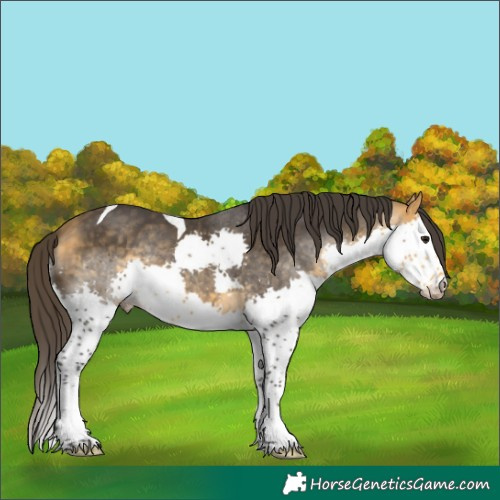 Horse Color:Buckskin Splash Tobiano 