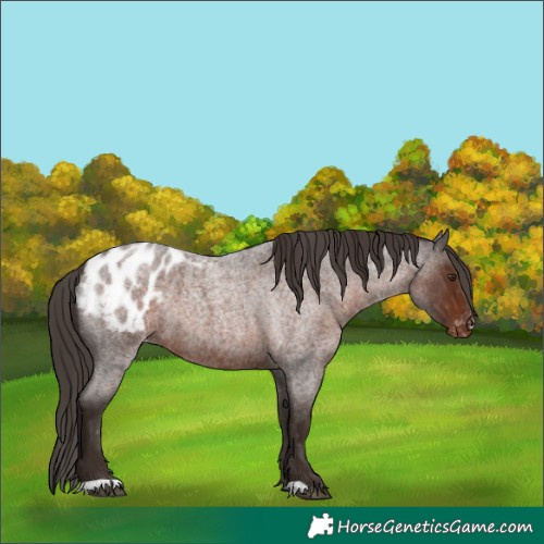Horse Color:Liver Red Roan Appaloosa 