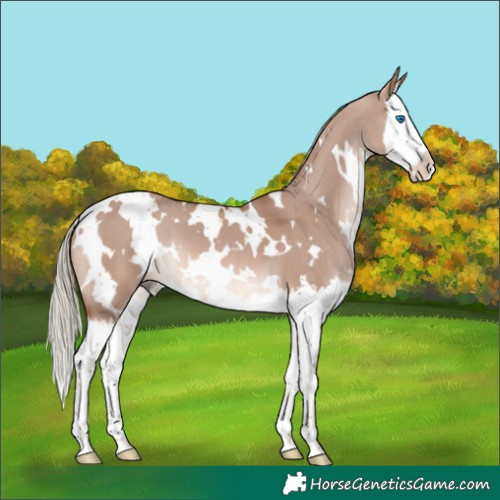 Horse Color:White Spotted Red Dun Mushroom Splash 