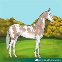 Horse Color:White Spotted Red Dun Mushroom Splash 