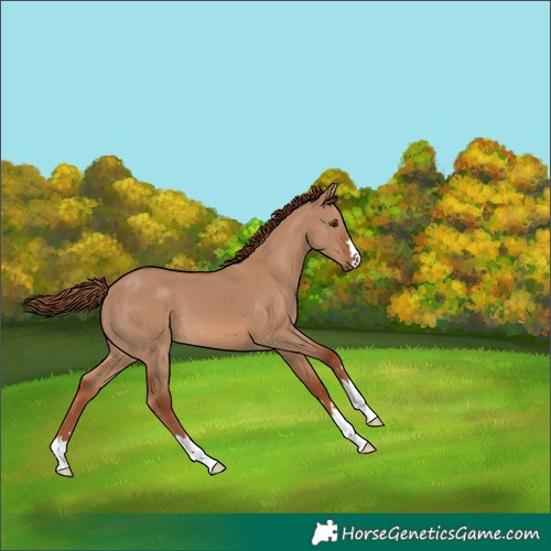 Horse Color:Red Dun 