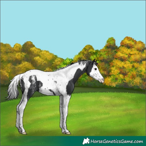 Horse Color:Powder White Black Splash Tobiano 