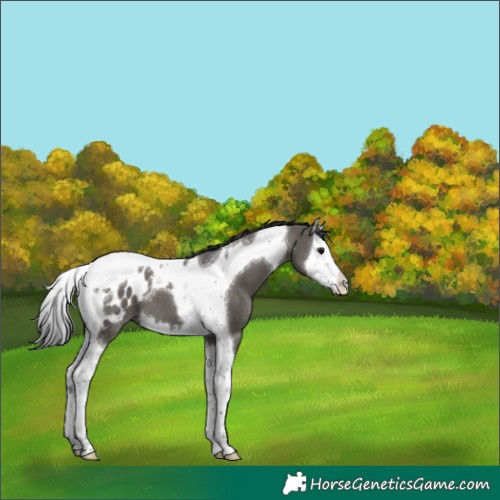 Horse Color:Grullo Splash Tobiano Appaloosa 