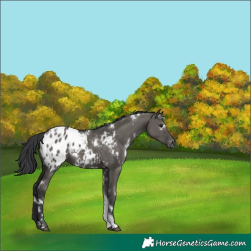 Horse Color:White Spotted Grullo Tobiano Blanket 