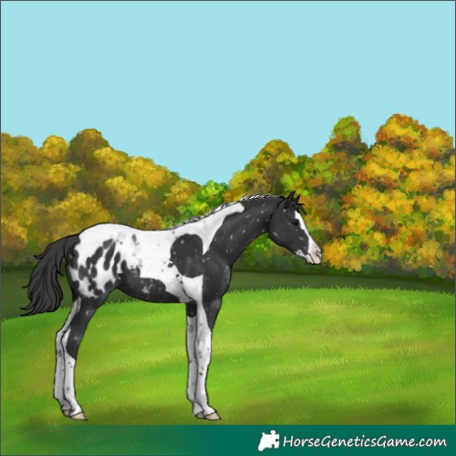 Horse Color:Black Splash Tobiano Appaloosa 