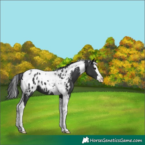 Horse Color:Powder White Black Splash Tobiano Blanket 