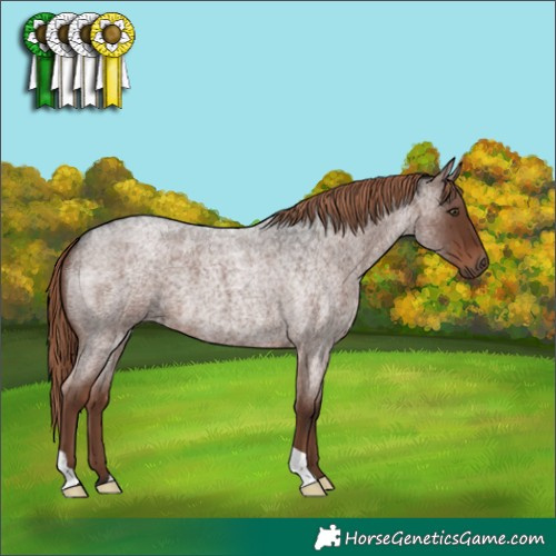Horse Color:Liver Red Roan 