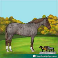 Horse Color:Liver Red Roan 