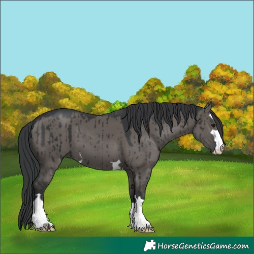 Horse Color:Grullo Brindle