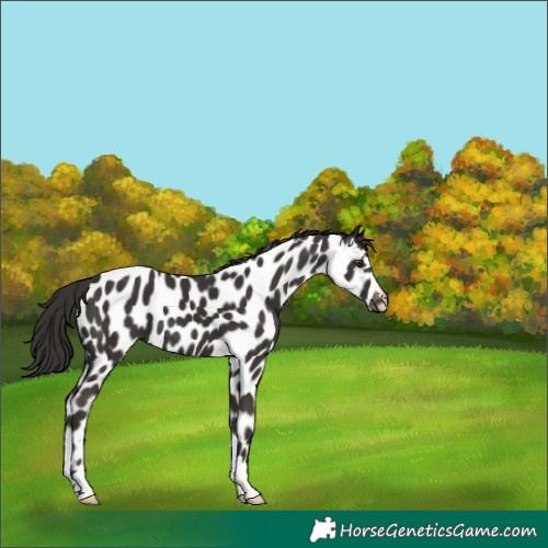 Horse Color:Liver Chestnut Appaloosa 
