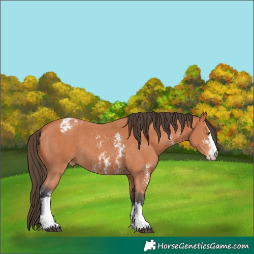 Horse Color:Bay Sabino Blanket