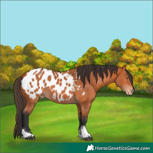 Horse Color:Bay Tobiano Blanket 