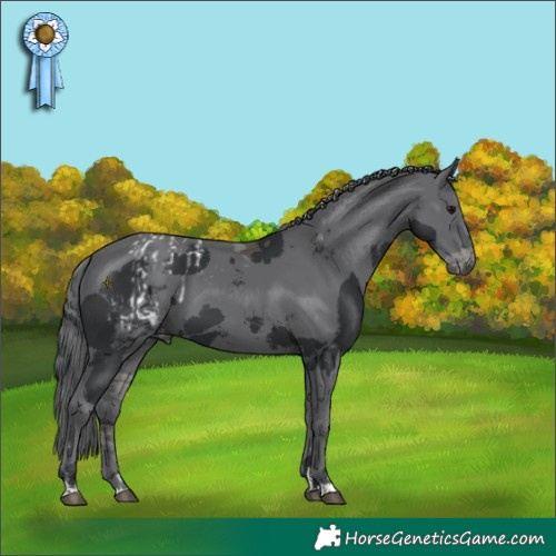 Horse Color:Black Merle Appaloosa  and Black Merle 