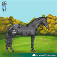 Horse Color:Black Merle Blanket  and Black Merle 