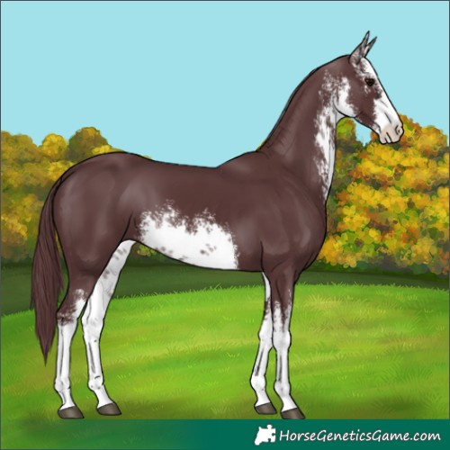 Horse Color:White Spotted Chocolate Black 