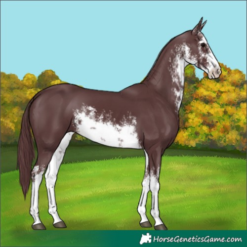 Horse Color:White Spotted Chocolate Black 