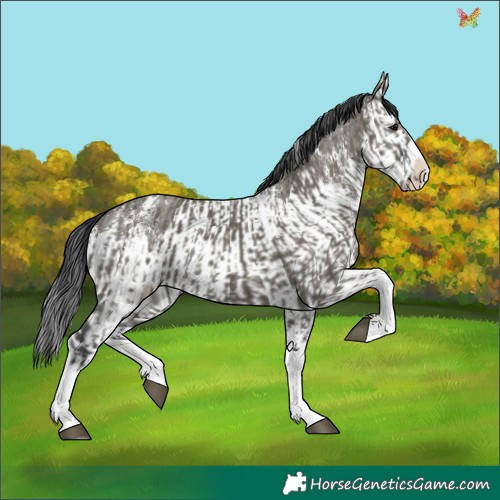 Horse Color:Grullo Sabino Splash  and Grullo Sabino Splash 