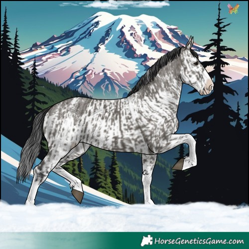 Horse Color:Grullo Sabino Splash  and Grullo Sabino Splash 