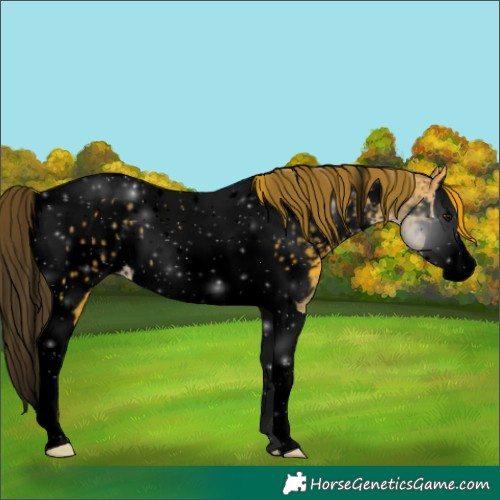 Horse Color:Void Buckskin Splash Tobiano Appaloosa 