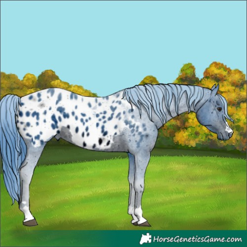 Horse Color:ERROR: UNKNOWN ANOMALY