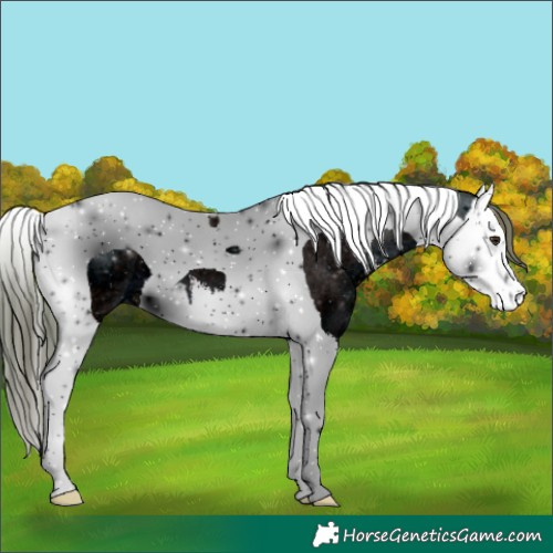 Horse Color:ERROR: UNKNOWN ANOMALY