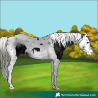 Horse Color:ERROR: UNKNOWN ANOMALY