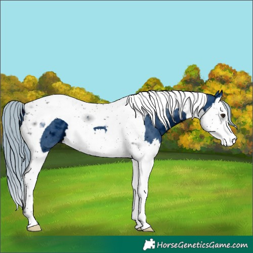 Horse Color:ERROR: UNKNOWN ANOMALY