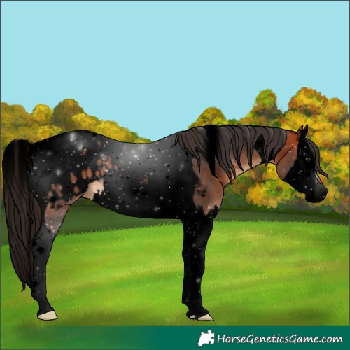 Horse Color:Void Bay Splash Tobiano Appaloosa 