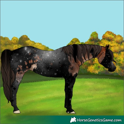 Horse Color:Void Bay Splash Tobiano Appaloosa