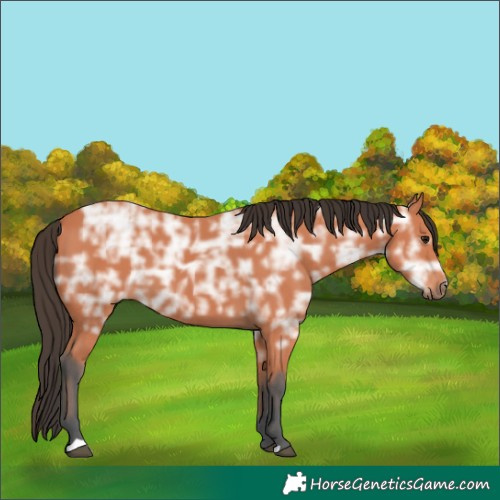 Horse Color:Bay Ice 