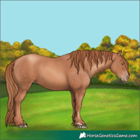 Horse Color:Gold Champagne