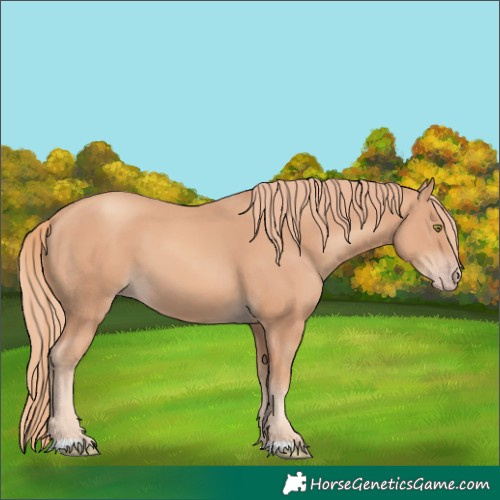 Horse Color:Gold Champagne 