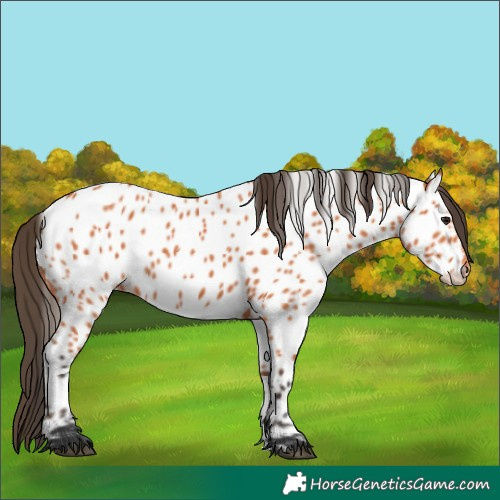 Horse Color:Bay Appaloosa 
