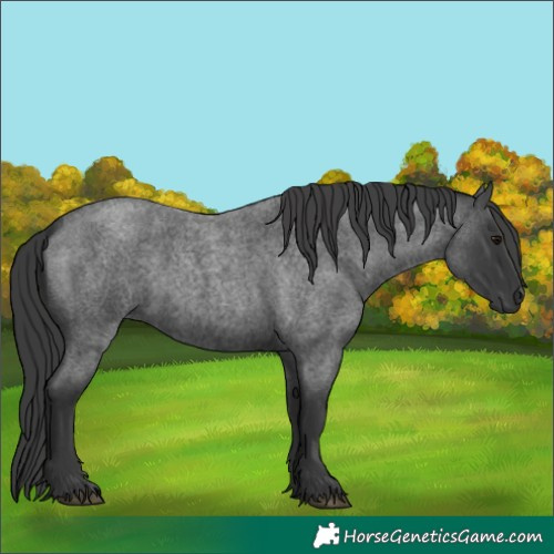 Horse Color:Blue Roan 