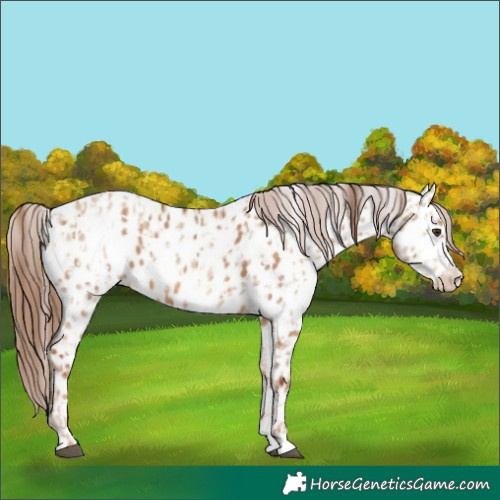 Horse Color:Red Dun Appaloosa  and Red Dun Appaloosa 