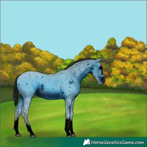 Horse Color:ERROR: UNKNOWN ANOMALY