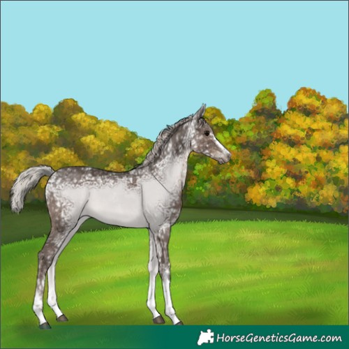 Horse Color:Silver Black Ice 