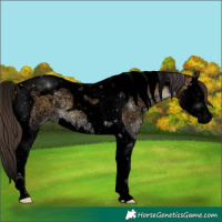 Horse Color:Void White Spotted Buckskin Ice Onyx Splash Tobiano 