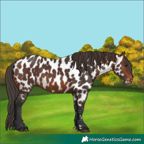 Horse Color:Brown Appaloosa 