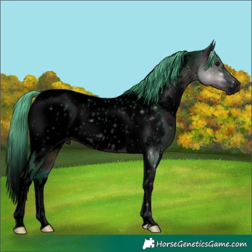 Horse Color:Void Watercolor White Spotted Midnight Buckskin Tobiano Near Leopard