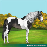 Horse Color:Gray White Spotted Black Tobiano